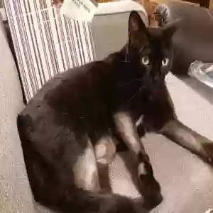adoptable Cat in Boring, OR named Pharaoh
