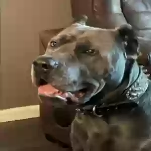 adoptable Dog in Decatur, GA named Kane