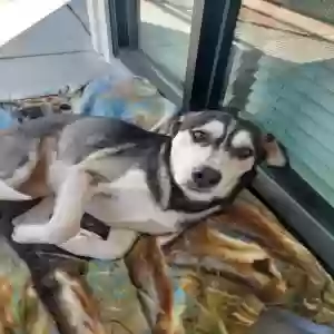 adoptable Dog in Atlanta, GA named Loki
