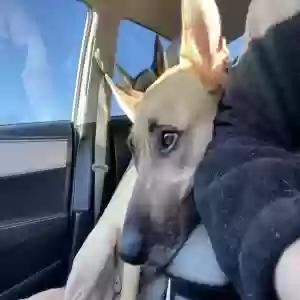 adoptable Dog in Webster, TX named Arya