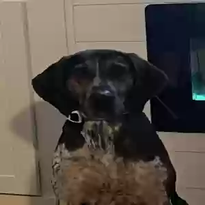 adoptable Dog in Windsor, CO named Buck