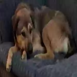 adoptable Dog in Alamogordo, NM named Penny