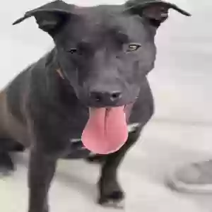 adoptable Dog in Tucson, AZ named Kona