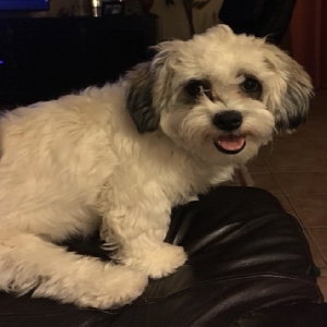 adoptable Dog in Charleston, WV named Leah