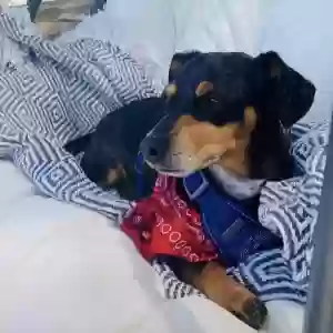 adoptable Dog in El Paso, TX named Pumpkin
