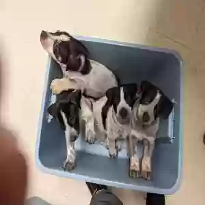 adoptable Dog in Belton, TX named Litters of puppies