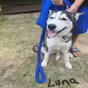 adoptable Dog in Garner, NC named Luna