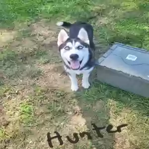 adoptable Dog in Garner, NC named Hunter