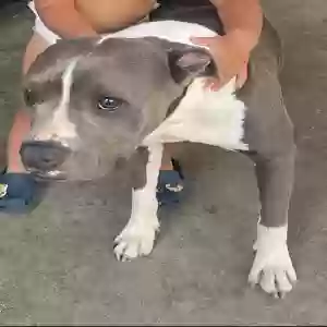 adoptable Dog in Fullerton, CA named Mia