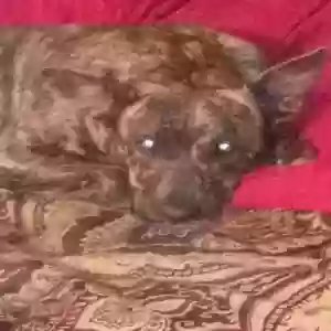 adoptable Dog in Waelder, TX named Girly