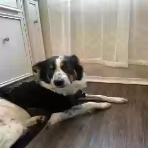 adoptable Dog in Sherwood, AR named Sheba