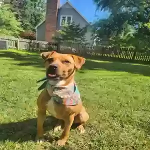 adoptable Dog in Greensboro, NC named Pumpkin