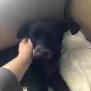 adoptable Dog in Opelika, AL named Charlie