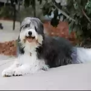 adoptable Dog in Canton, GA named Baloo