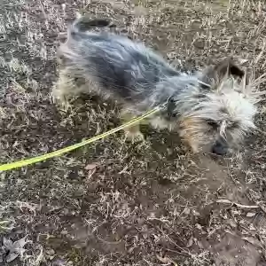 adoptable Dog in Lithonia, GA named Deigo
