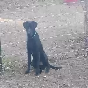 adoptable Dog in Norman Park, GA named Gus