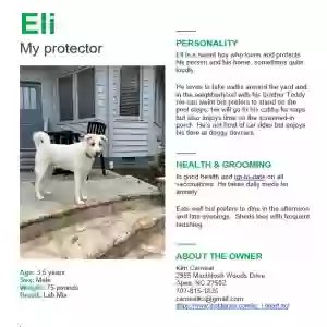 adoptable Dog in Apex, NC named Eli