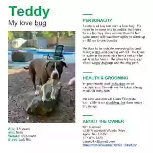 adoptable Dog in Apex, NC named Teddy