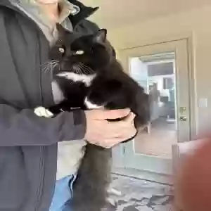 adoptable Cat in Suwanee, GA named Oliver