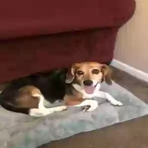 adoptable Dog in Atlanta, GA named Bailey