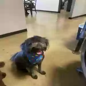 adoptable Dog in Corona, CA named Johnny Cash
