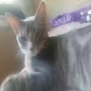 adoptable Cat in Jacksonville, AR named silver fox