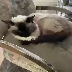 adoptable Cat in Dacula, GA named Bailey