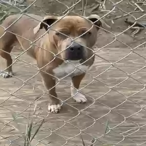 adoptable Dog in Pacoima, CA named Pantera