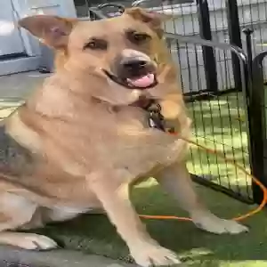 adoptable Dog in Marietta, GA named Llana