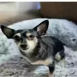adoptable Dog in Stockton, CA named Cortez