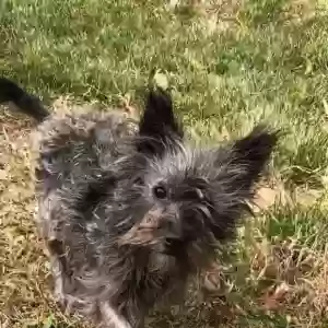 adoptable Dog in Grand Junction, CO named Sofi