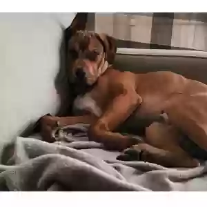 adoptable Dog in Aubrey, TX named Bruno