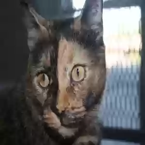 adoptable Cat in Arlington, TX named Stassi
