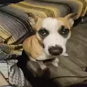 adoptable Dog in Texarkana, AR named Bella
