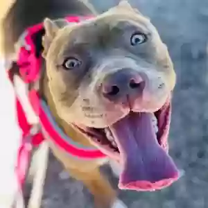 adoptable Dog in Flint, MI named Mia
