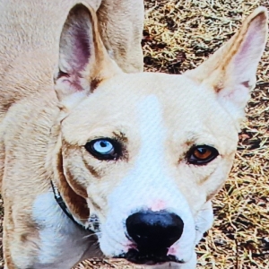 adoptable Dog in Oklahoma City, OK named Bella Hope