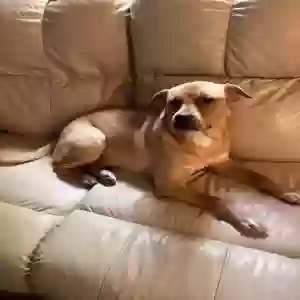 adoptable Dog in Bonifay, FL named Dizzy