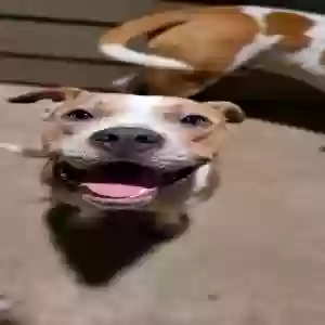 adoptable Dog in Sherman, TX named Jeremy