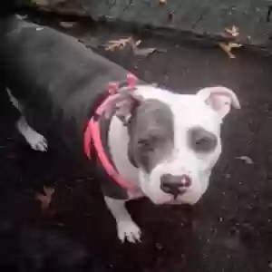 adoptable Dog in Atlanta, GA named Ace