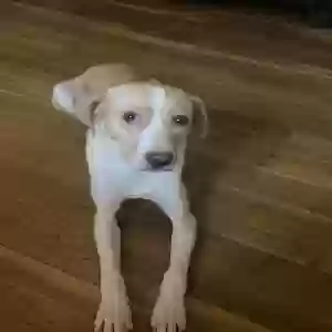 adoptable Dog in Saint Louis, MO named Draco