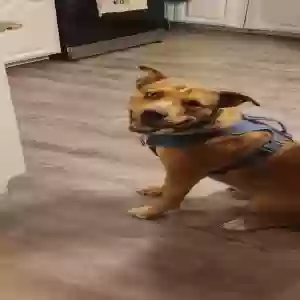 adoptable Dog in Granbury, TX named Zeus