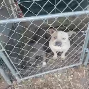 adoptable Dog in Thatcher, AZ named Logan
