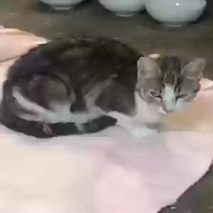 adoptable Cat in Long Beach, CA named No Name