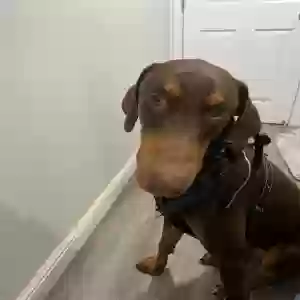 adoptable Dog in San Jose, CA named Rico