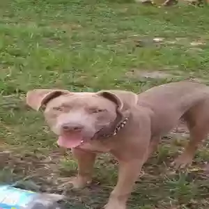 adoptable Dog in Jacksonville, FL named Duke