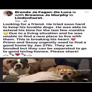 adoptable Dog in Lindenhurst, NY named Sassy