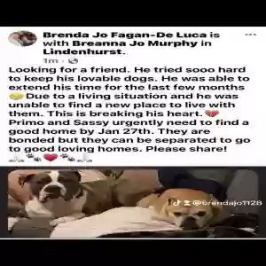 adoptable Dog in Lindenhurst, NY named Promo
