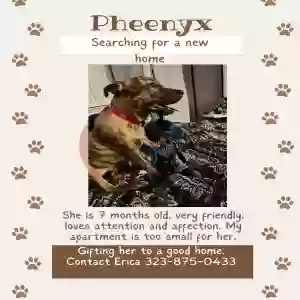 adoptable Dog in Gardena, CA named Pheenyx