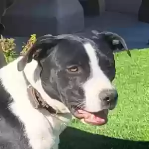 adoptable Dog in Phoenix, AZ named Rex