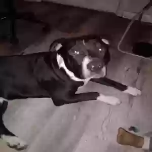 adoptable Dog in Milwaukee, WI named Oreo